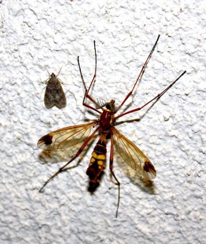 Ctenophora ornata